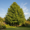 Lipa szerokolistna Tilia Platyphyllos 1