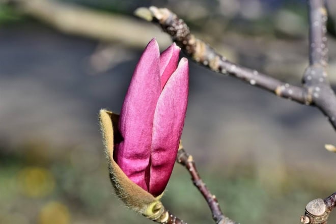 Magnolia gwiaździsta ROSEA - Różowa odmiana Magnolia ROSEA 2