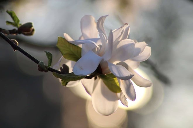 Magnolia japońska Kobus - białe pachnące kwiaty Magnolia Kobus 2