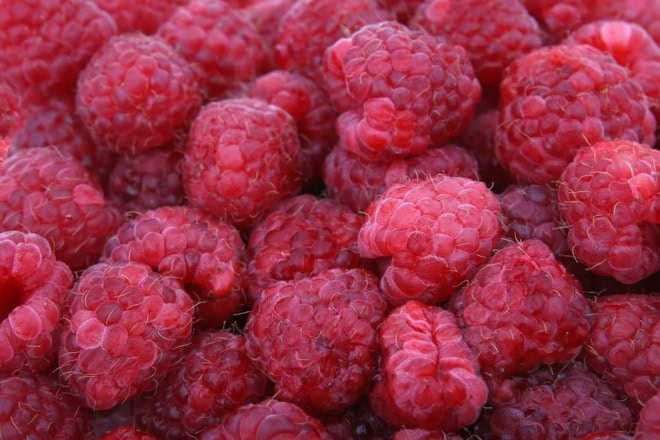 Malina Norna czerwona - silnie owocująca Rubus 'Norna' 5