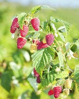 Malina Norna czerwona - silnie owocująca Rubus 'Norna' 4