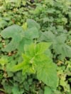 Jeżyna bezkolcowa Black satin - MOCNO OWOCUJĄCA Rubus fruticosus 'Black satin' 2