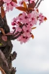 Wiśnia Okame - piękne różowe kwiaty Prunus 'Okame' 6