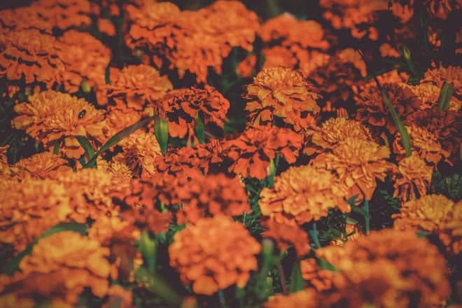 Aksamitka rozpiechła mix kolorów Aksamitka rozpiechła mix kolorów 1
