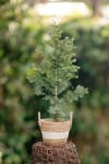Malinotruskawka Rubus illecebrosus C2 2