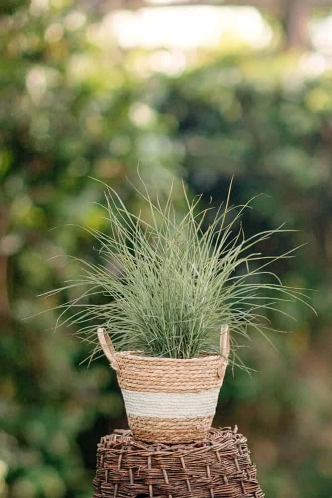 Miskant chiński ZEBRINUS - Paskowane liście P9 Miscanthus sinensis 'ZEBRINUS' P9 2