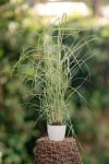 Miskant Chiński Silberspinne- piękne kłosy P9 Miscanthus sinensis ' Silberspinne' P9 2