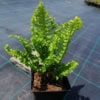 Narecznica samcza 'Crispa Cristata' (Dryopteris filix-mas) Narecznica samcza 'Crispa Cristata' (Dryopteris filix-mas) 2