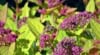 Tawuła szara GERLVE'S RAINBOW - Różowe kwiaty kolorowe liście Spiraea x cinerea 'GERLVE'S RAINBOW' 4