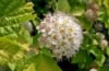 Pęcherznica kalinolistna Dart's Gold - złote liście Physocarpus opulifolius " Dart's Gold " 3