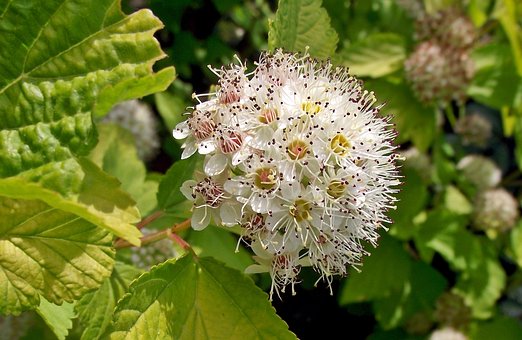 Pęcherznica kalinolistna Dart's Gold - złote liście Physocarpus opulifolius " Dart's Gold " 3