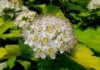 Pęcherznica kalinolistna Nugget - złota Physocarpus opulifolius "Golden Nugget " 3