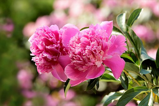 Piwonia chińska KARL ROSENFIELD - różowa Paeonia lactiflora 'KARL ROSENFIELD' 5