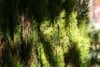 Tuja zachodnia Danica - Kula do każdego ogrodu Thuja occidentalis 'Danica' 5