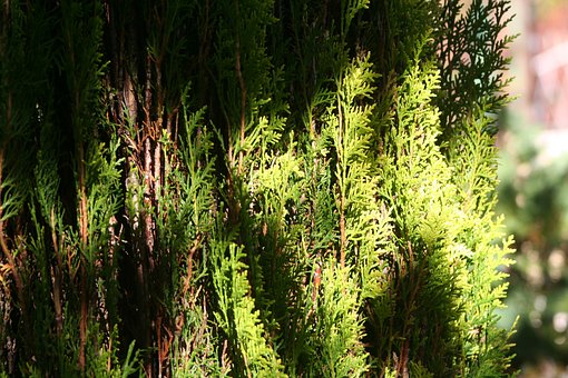 Tuja zachodnia Danica - Kula do każdego ogrodu Thuja occidentalis 'Danica' 5