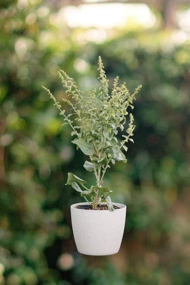 Nawłoć Sercowata Golden Fleece - odmiana miniaturowa jesienna Solidago sphacelata 'Golden Fleece' 2