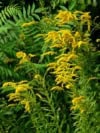 Nawłoć Sercowata Golden Fleece - odmiana miniaturowa jesienna Solidago sphacelata 'Golden Fleece' 5