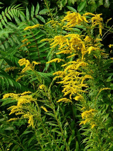 Nawłoć Sercowata Golden Fleece - odmiana miniaturowa jesienna Solidago sphacelata 'Golden Fleece' 5