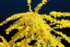 Nawłoć Sercowata Golden Fleece - odmiana miniaturowa jesienna Solidago sphacelata 'Golden Fleece' 4