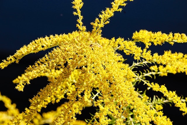 Nawłoć Sercowata Golden Fleece - odmiana miniaturowa jesienna Solidago sphacelata 'Golden Fleece' 4