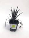Konwalnik płaskopędowy Nigerscens - Czarna trawa Niger Ophiopogon planiscapus 'Nigerescens' 3