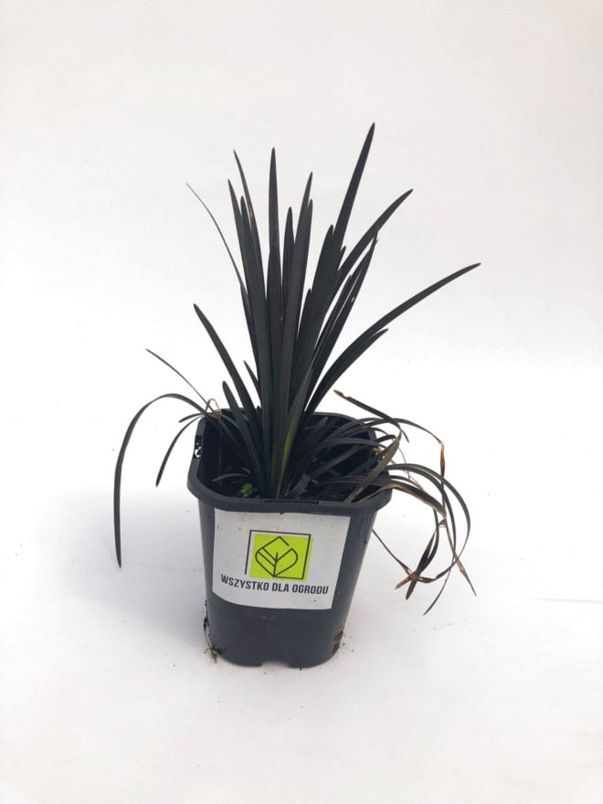 Konwalnik płaskopędowy Nigerscens - Czarna trawa Niger Ophiopogon planiscapus 'Nigerescens' 3