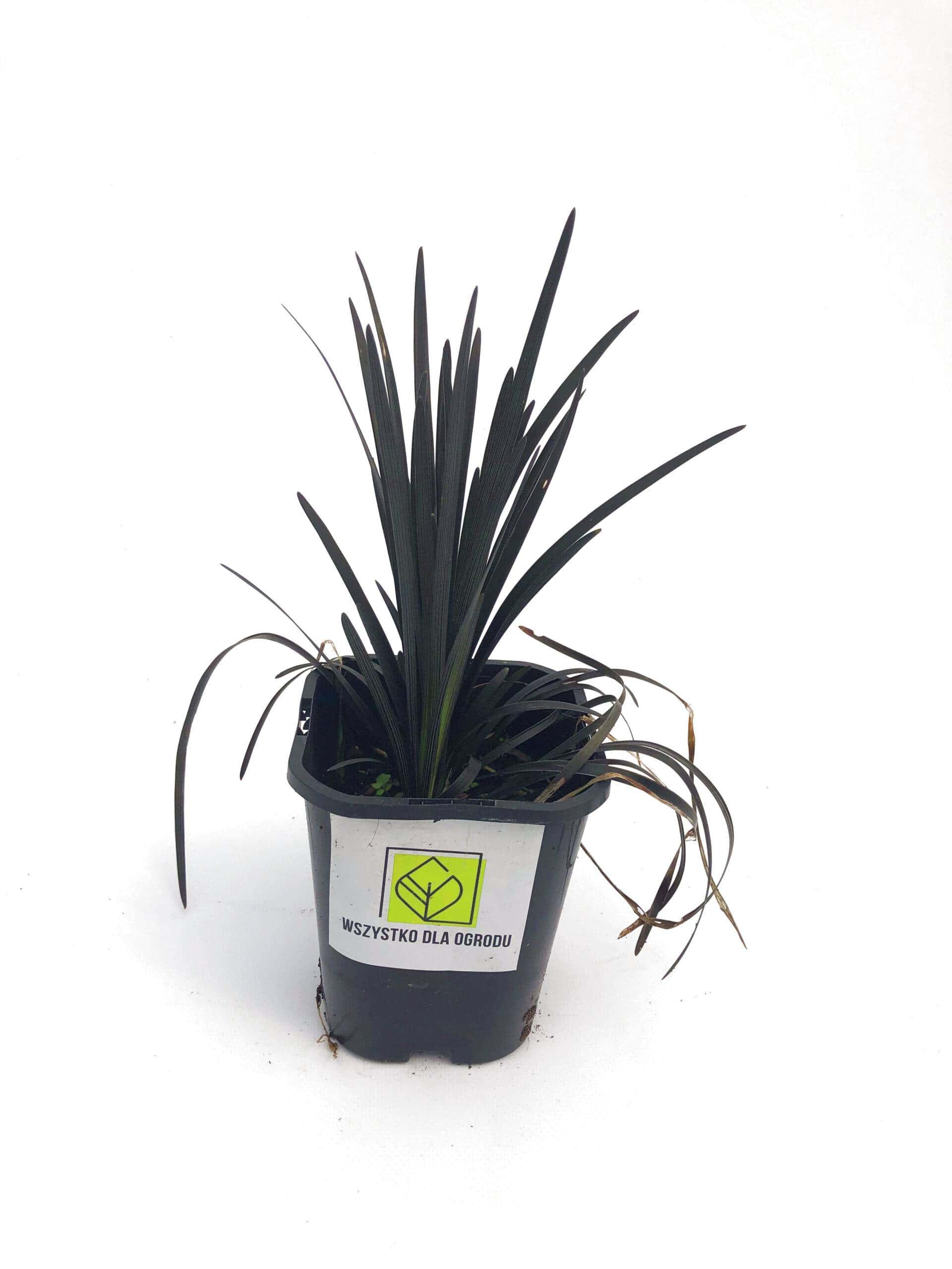 Konwalnik płaskopędowy Nigerscens - Czarna trawa Niger Ophiopogon planiscapus 'Nigerescens' 1