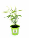 Obiedka szerokolistna - bambus Chasmanthium latifolium 3