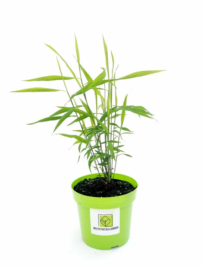 Obiedka szerokolistna - bambus Chasmanthium latifolium 3
