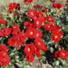 Róża rabatowa Austriana - intensywna czerwień Rosa 'Austriana' 4