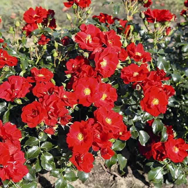Róża rabatowa Austriana - intensywna czerwień Rosa 'Austriana' 4