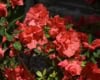 Azalia japońska Geisha Fumiko - pomarańczowo-czerwona Azalea japonica 'Geisha Fumiko' 5