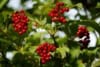 Kalina koralowa Compactum - czerwone owoce Viburnum opulus 'Compactum' 9