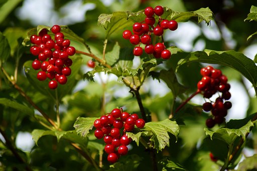 Kalina koralowa Compactum - czerwone owoce Viburnum opulus 'Compactum' 9