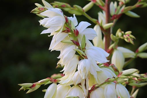 Juka Golden Heart - żółta złota odmiana Yucca filamentosa 'Golden heart' 3