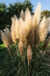 Trawa Pampasowa WHITE PLUME - biała Cortaderia selloana 'White plume' 7