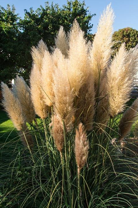 Trawa Pampasowa WHITE PLUME - biała Cortaderia selloana 'White plume' 7