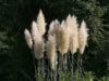 Trawa Pampasowa WHITE PLUME - biała Cortaderia selloana 'White plume' 6