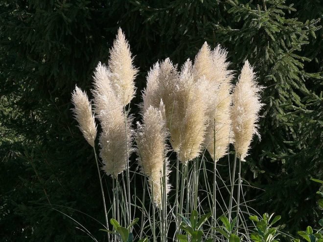 Trawa Pampasowa WHITE PLUME - biała Cortaderia selloana 'White plume' 6