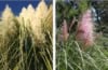 Trawa Pampasowa- zestaw dwóch kolorów - Różowy i biały kwiat Cortaderia selloana zestaw 1