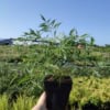 Parzydło blekolistne (Aruncus aethusifolius) - MINIATURKA Aruncus aethusifolius 6