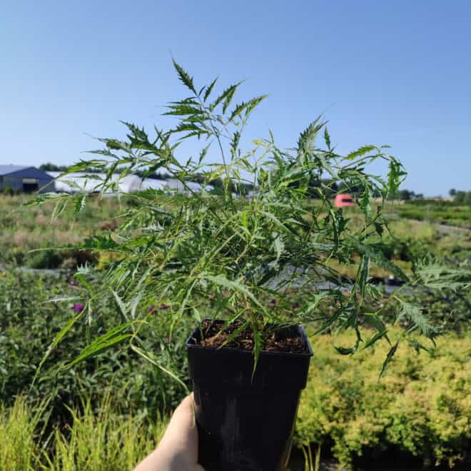 Parzydło blekolistne (Aruncus aethusifolius) - MINIATURKA Aruncus aethusifolius 6