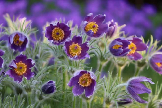 Sasanka Zwyczajna Violet Bells - Fioletowa piękna bylina Pulsatilla vulgaris 'Violet Bells 1