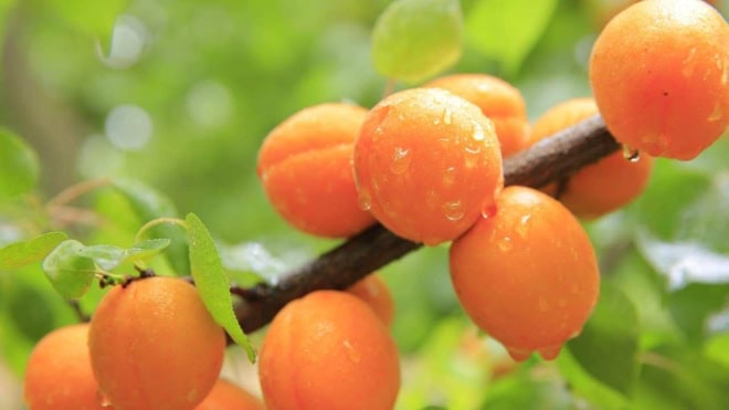 Morela EARLY ORANGE - Wczesna i chrupka Morela EARLY ORANGE - Wczesna i chrupka 1