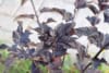 Pęcherznica kalinolistna Schuch - Physocarpus opulifolius " Schuch" 3