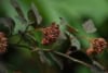 Pęcherznica kalinolistna Andre - Bordowa Physocarpus opulifolius " Andre " 5