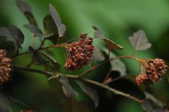 Pęcherznica kalinolistna Andre - Bordowa Physocarpus opulifolius " Andre " 5