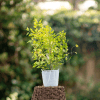 Pęcherznica kalinolistna Nugget - złota Physocarpus opulifolius "Golden Nugget " 2