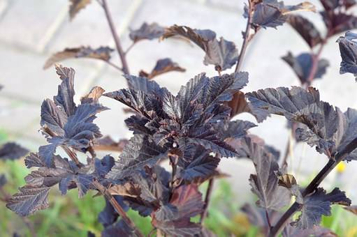 Pęcherznica kalinolistna Schuch - Physocarpus opulifolius " Schuch" 3