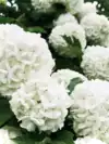 Hortensja bukietowa Magical Mont Blanc - Blade kwiaty Hydrangea paniculata ' Magical mont blanc' 3